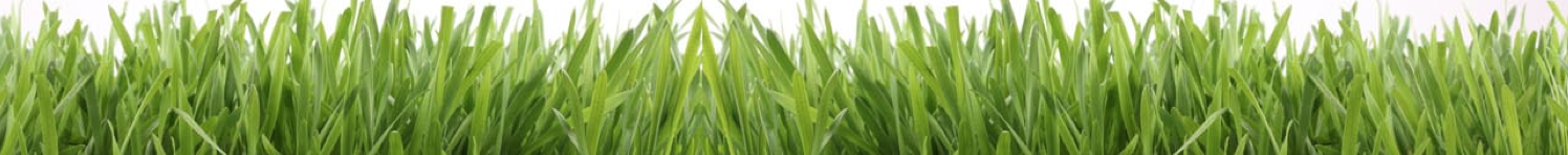 gluten free wheat grass