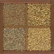 Wheat-Barley-Oat-Rye-Grain