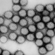 rotavirus celiac disease trigger wp