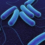 bacteria wp