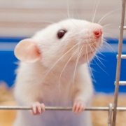 mouse model celiac disease