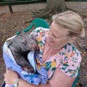 Sue and Baby Wombat wp